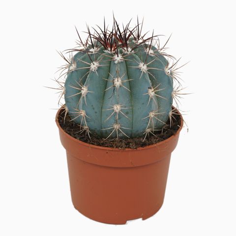 Melocactus azureus