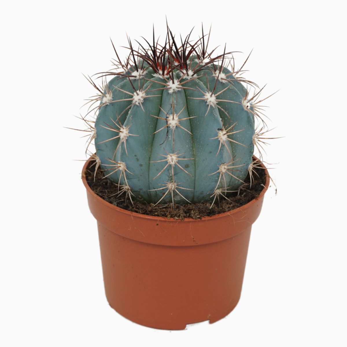 Melocactus azureus  Plant Wholesale FlorAccess