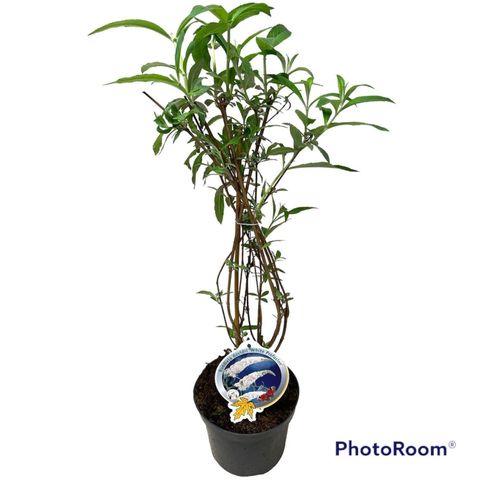 Buddleja davidii 'White Profusion'