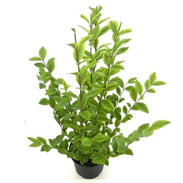 Ligustrum ovalifolium 'Aureum'