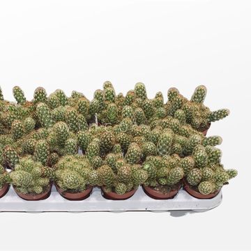 Mammillaria elongata