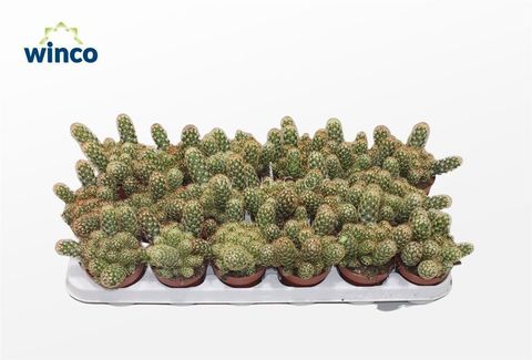 Mammillaria elongata