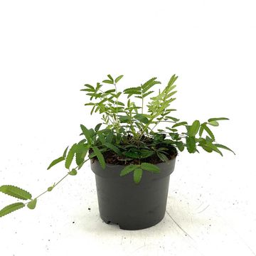 Sanguisorba officinalis 'Pink Tanna'