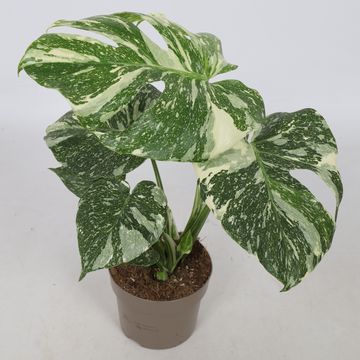 Monstera 'Thai Constellation'