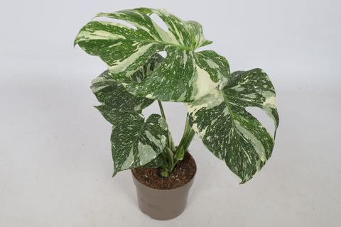 Monstera 'Thai Constellation'