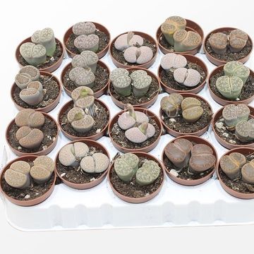 Lithops