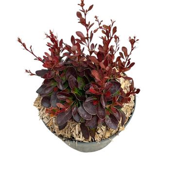 Berberis thunbergii 'Багатель'