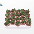 Euphorbia enopla cristata