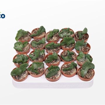 Euphorbia enopla cristata