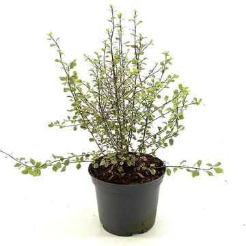 Pittosporum tenuifolium 'Silver Magic'