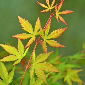 Acer palmatum 'Сангокаку'