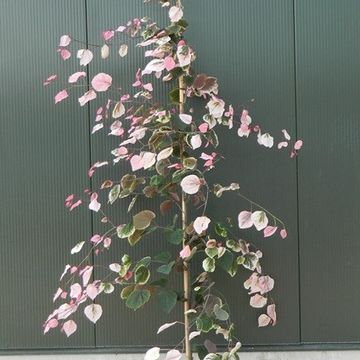 Cercis canadensis CAROLINA SWEETHEART