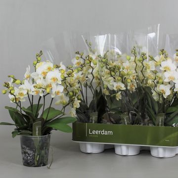 Phalaenopsis LAUSANNE