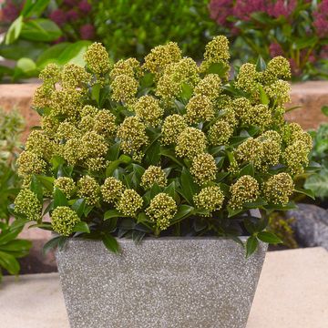 Skimmia japonica WHITE DWARF