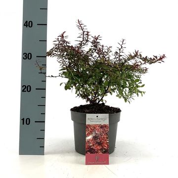 Berberis thunbergii 'Admiration'