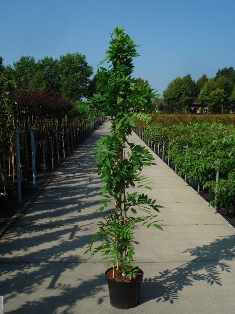 Wisteria sinensis 'Alba'