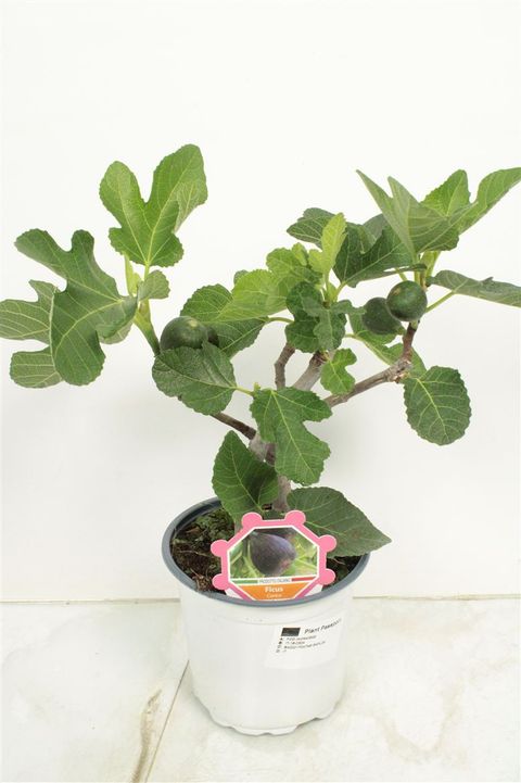Ficus carica