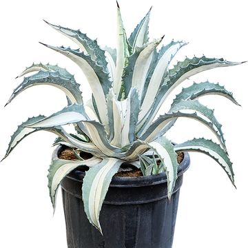 Agave americana 'Mediopicta Alba'