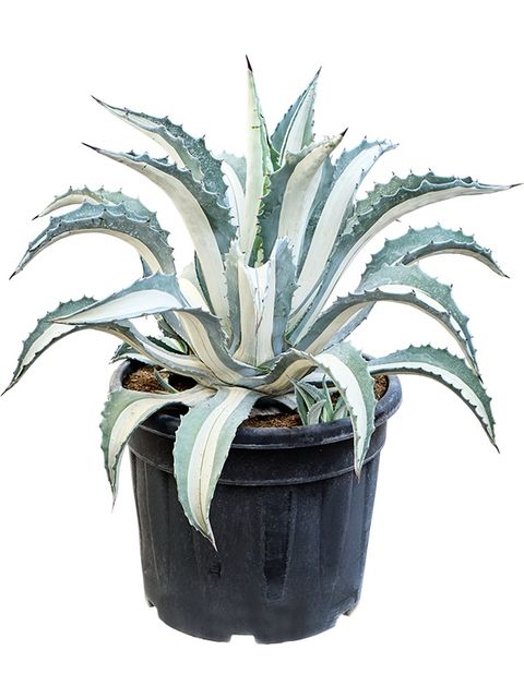 Agave americana 'Mediopicta Alba'