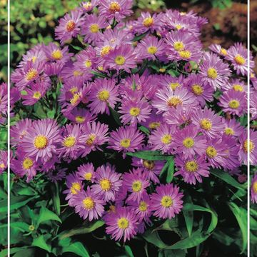 Aster MIX