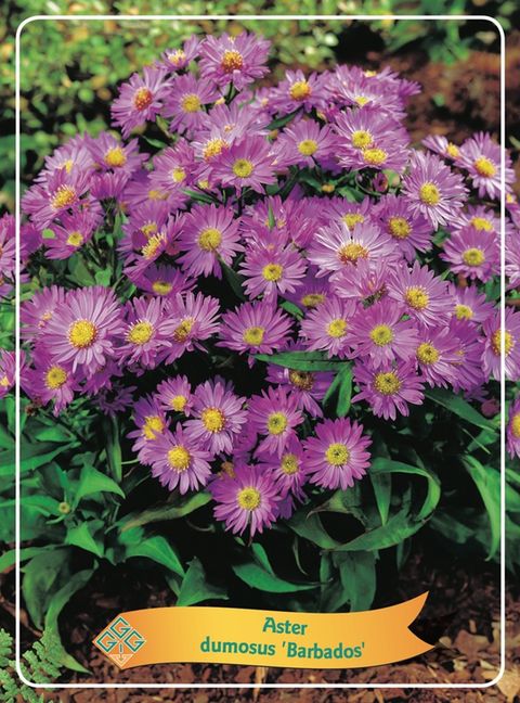 Aster BARBADOS