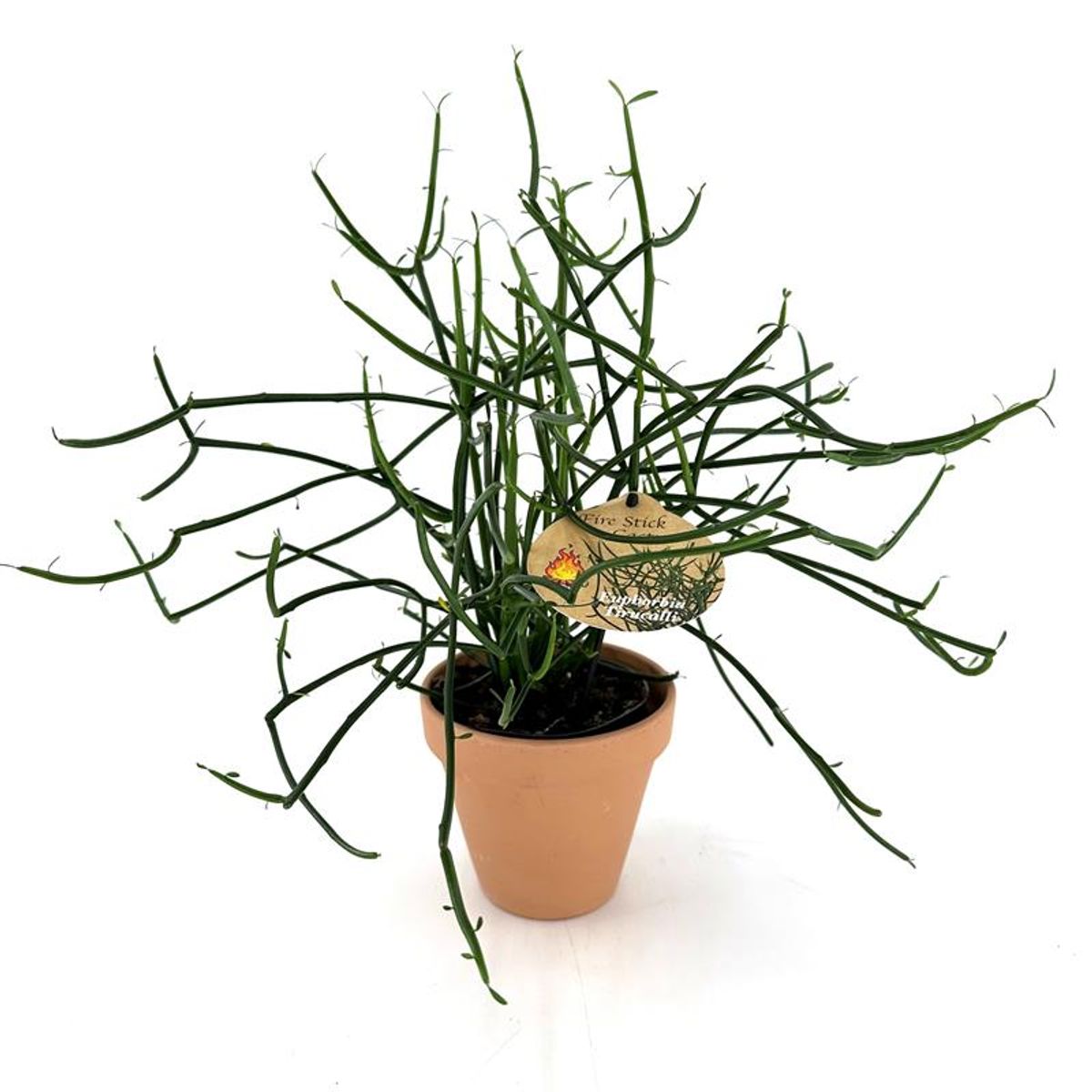 Euphorbia Tirucalli Plant Wholesale FlorAccess facebook