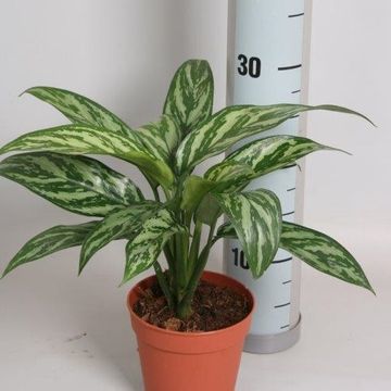 Aglaonema 'Tigres'