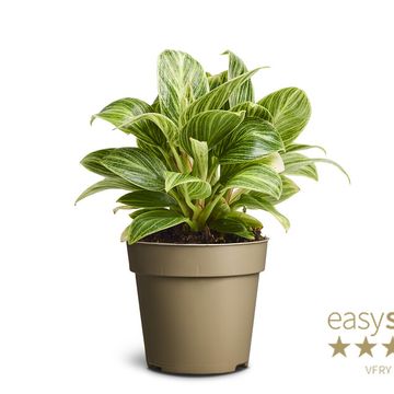 Philodendron 'Peridot'