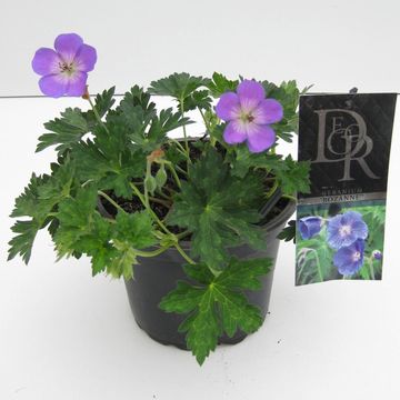 Geranium ROZANNE