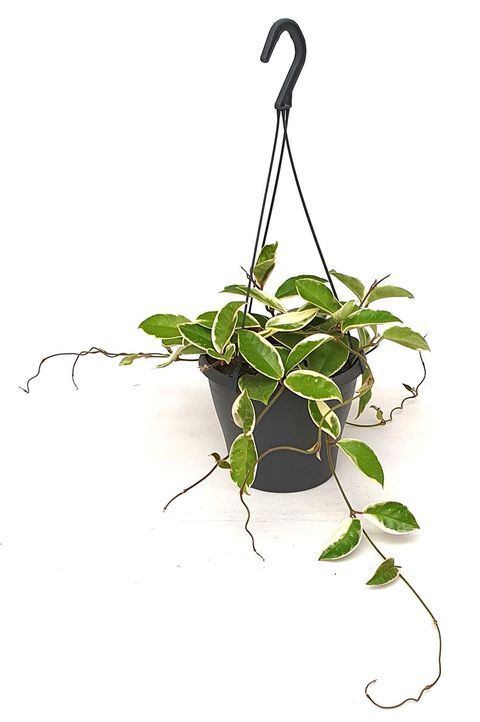 Hoya carnosa 'Krimson Queen'