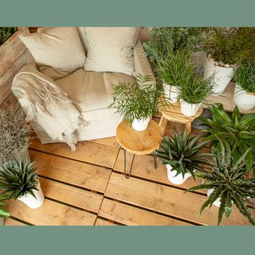 x Mangave 'Moonglow'