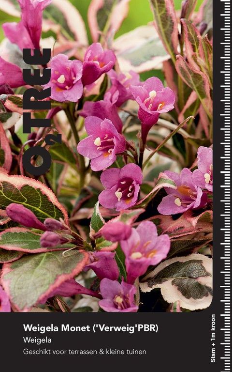 Weigela florida MONET