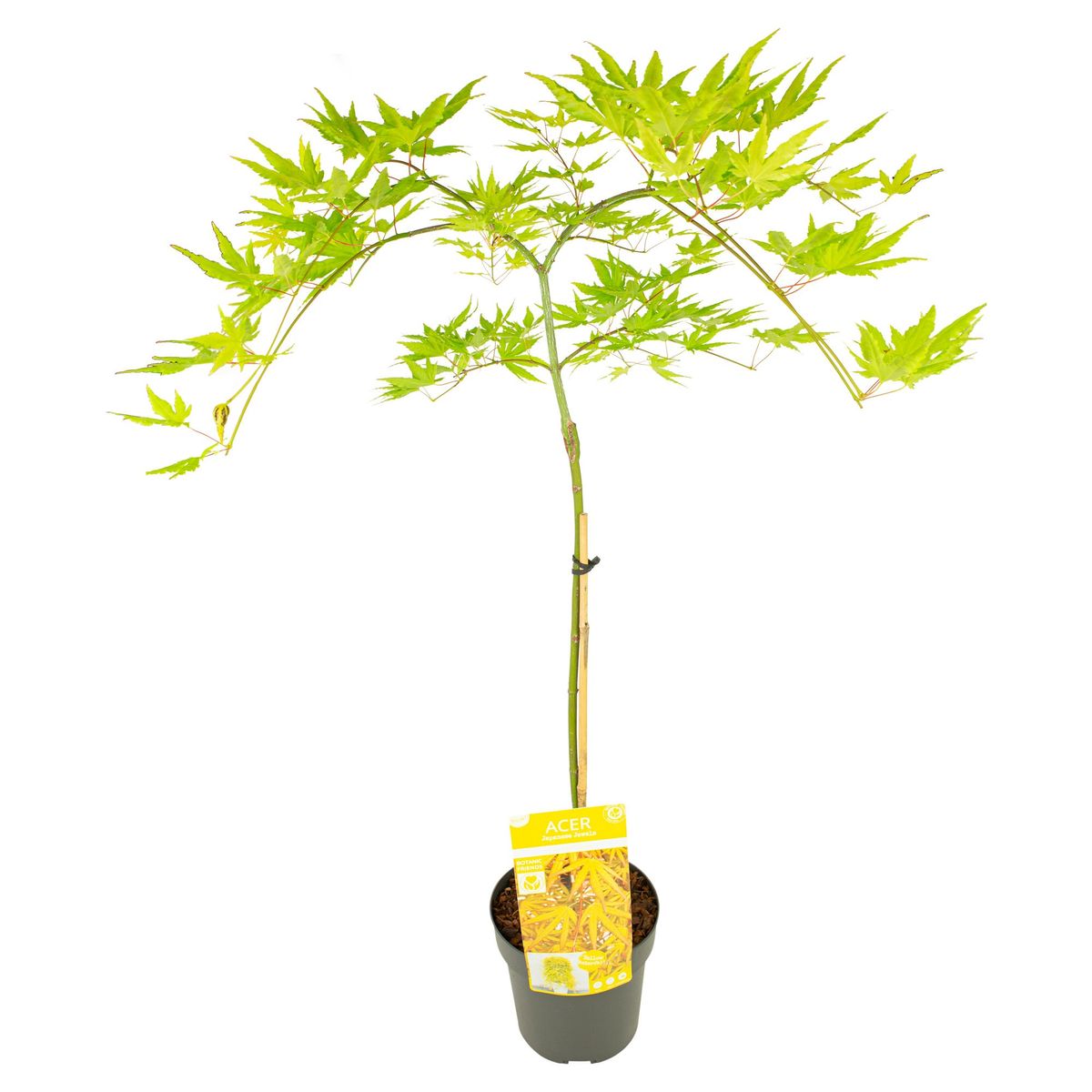 Acer palmatum CASCADE CITRINE