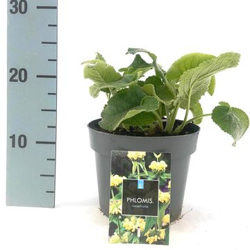 Phlomis russeliana