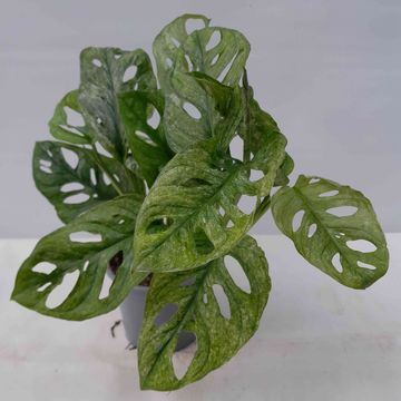Monstera adansonii MINT