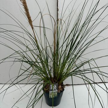Cortaderia selloana 'Pumila'