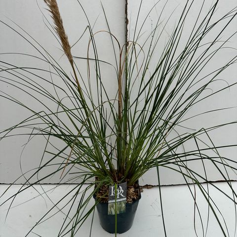 Cortaderia selloana 'Pumila'