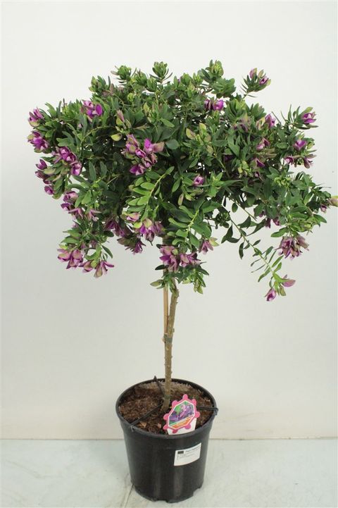 Polygala myrtifolia