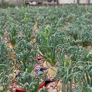 Albuca spiralis