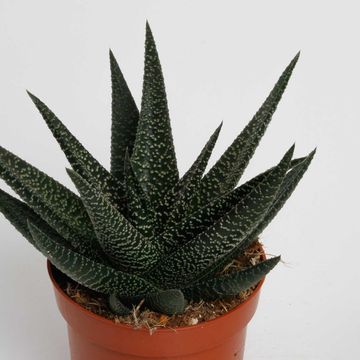 x Gasterhaworthia 'Royal Highness'
