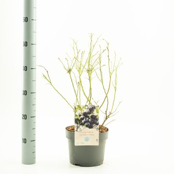 Vaccinium corymbosum 'Hortblue Petite'