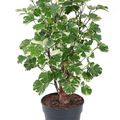 Polyscias balfouriana