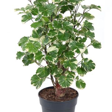 Polyscias balfouriana