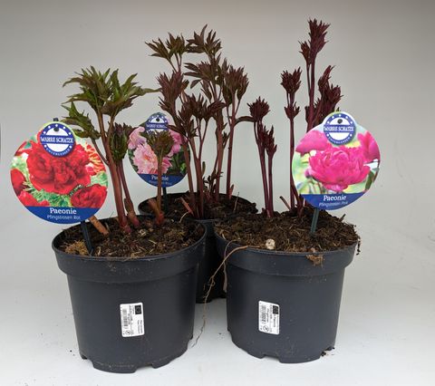 Paeonia LACTIFLORA MIX