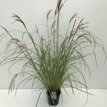 Miscanthus sinensis 'Kleine Silberspinne'