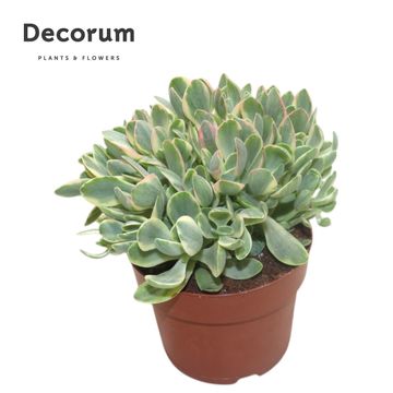 Crassula 'Rusby Variegata'