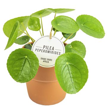 Pilea peperomioides