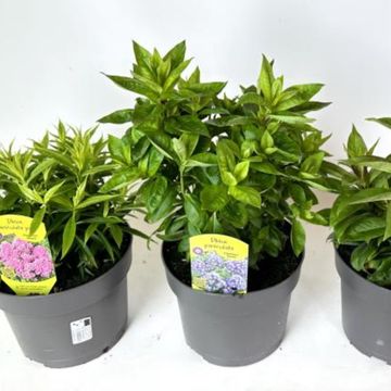 Phlox PANICULATA MIX