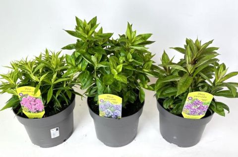 Phlox PANICULATA MIX
