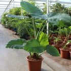 Alocasia macrorrhizos